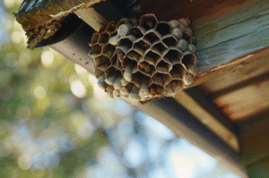 Bee And Wasp Removal